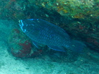 Midnight Parrotfish IMG 3099
